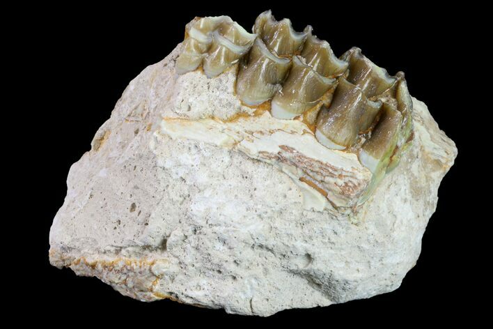 Oreodont (Merycoidodon) Jaw Section - South Dakota #157391